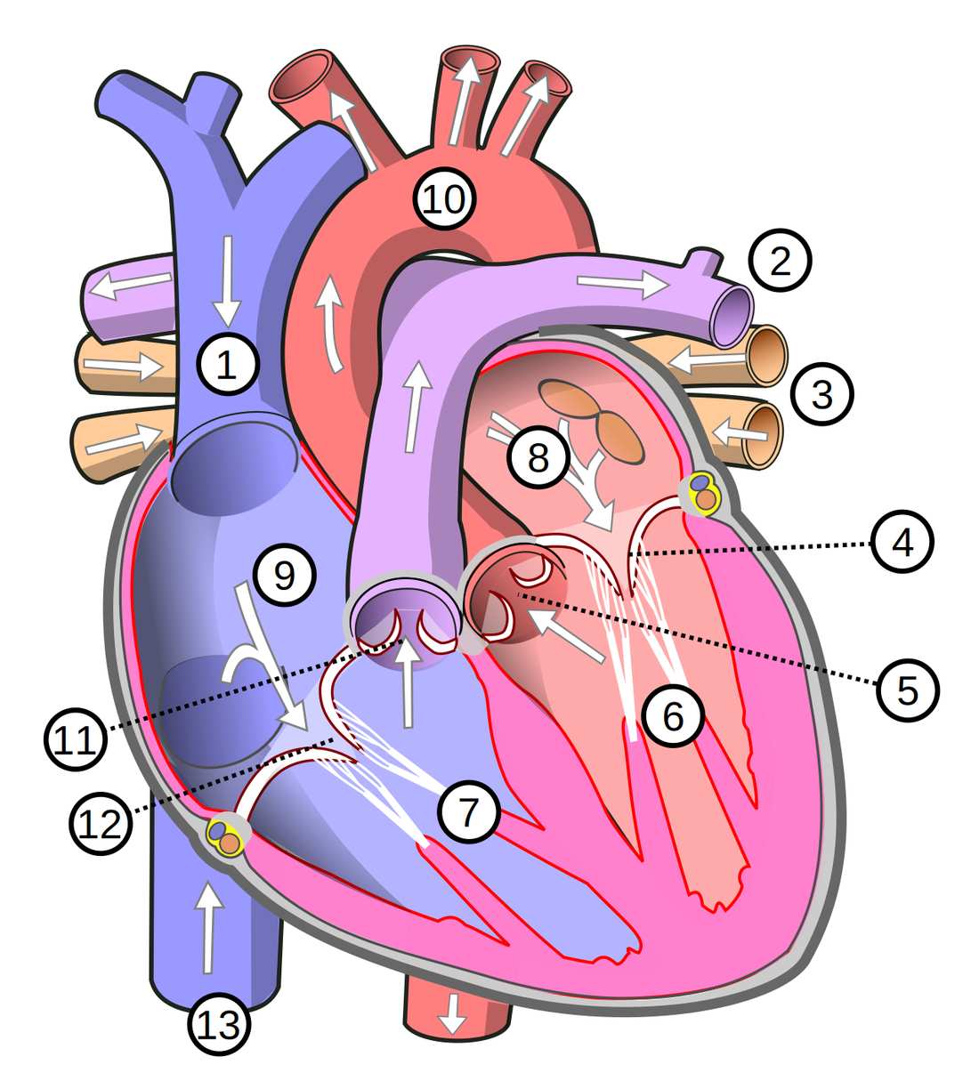 Diagram anatomi jantung manusia yang menunjukkan bilik dan pembuluh darah utama