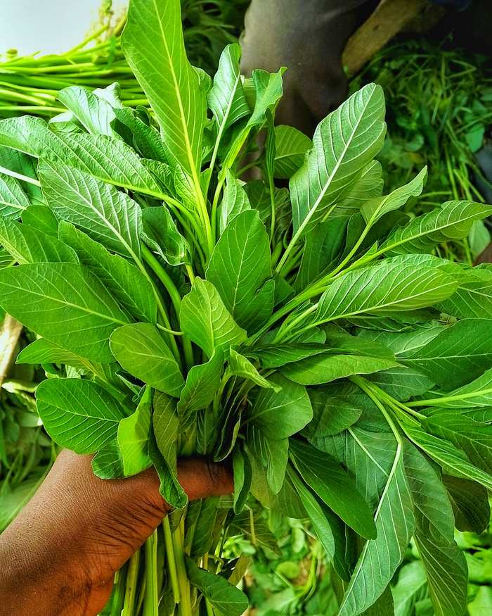 Segenggam sayuran hijau segar yang kaya folat dan zat besi, nutrisi yang berkaitan dengan pencegahan sariawan berulang